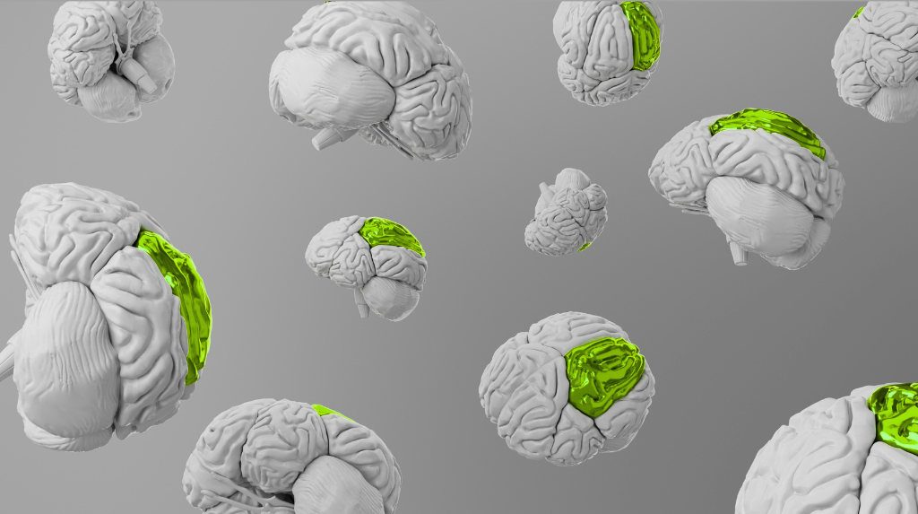 Ilustración del cerebro mostrando los beneficios neurológicos del ejercicio físico